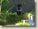 IMGP0982_baby_skunk_Monday_eveningMP4 * This baby skunk was in the flower bed Monday evening. From what I read about skunks, in this video clip he is doing keep away warning behaviour. I'm 7 to 8 meters away :-). * 640 x 480 * (4.33MB)
