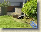 IMGP0983_baby_skunk_Monday_evening * (Original video, the MP4 video is much smaller.) He's abandoned the flower bed and is heading across the front of the garage and around the house (quick little guy). * 640 x 480 * (9.2MB)