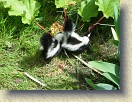 IMGP0938_baby_skunks_2_and_3 * Baby skunks number 2 and 3. * 3264 x 2448 * (2.93MB)