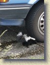 IMGP0967_baby_skunk_4 * Baby skunk number 4. This one was in our garage for a couple of hours, but still wasn't in any hurry to leave. I had to use water from a hose to chase him out (he was hiding under the paint storage shelves). I presume he wandered in the same time as #1. * 2448 x 3264 * (1.89MB)