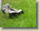 IMGP0979_baby_skunk_Saturday_morning * This baby skunk was out and about Saturday morning. It disappeared back under the shed after about a minute. * 3264 x 2448 * (2.72MB)