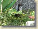 IMGP0981_baby_skunk_Monday_evening * This baby skunk was in the flower bed Monday evening. Later, he went around the side of the house into the neighbour's yard. I then lost track of him. * 3264 x 2448 * (3.22MB)
