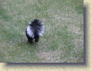 IMGP0984_baby_skunk_Monday_evening * Here he is in the neighbour's yard heading the other direction (shot over the fence). * 3264 x 2448 * (3.78MB)